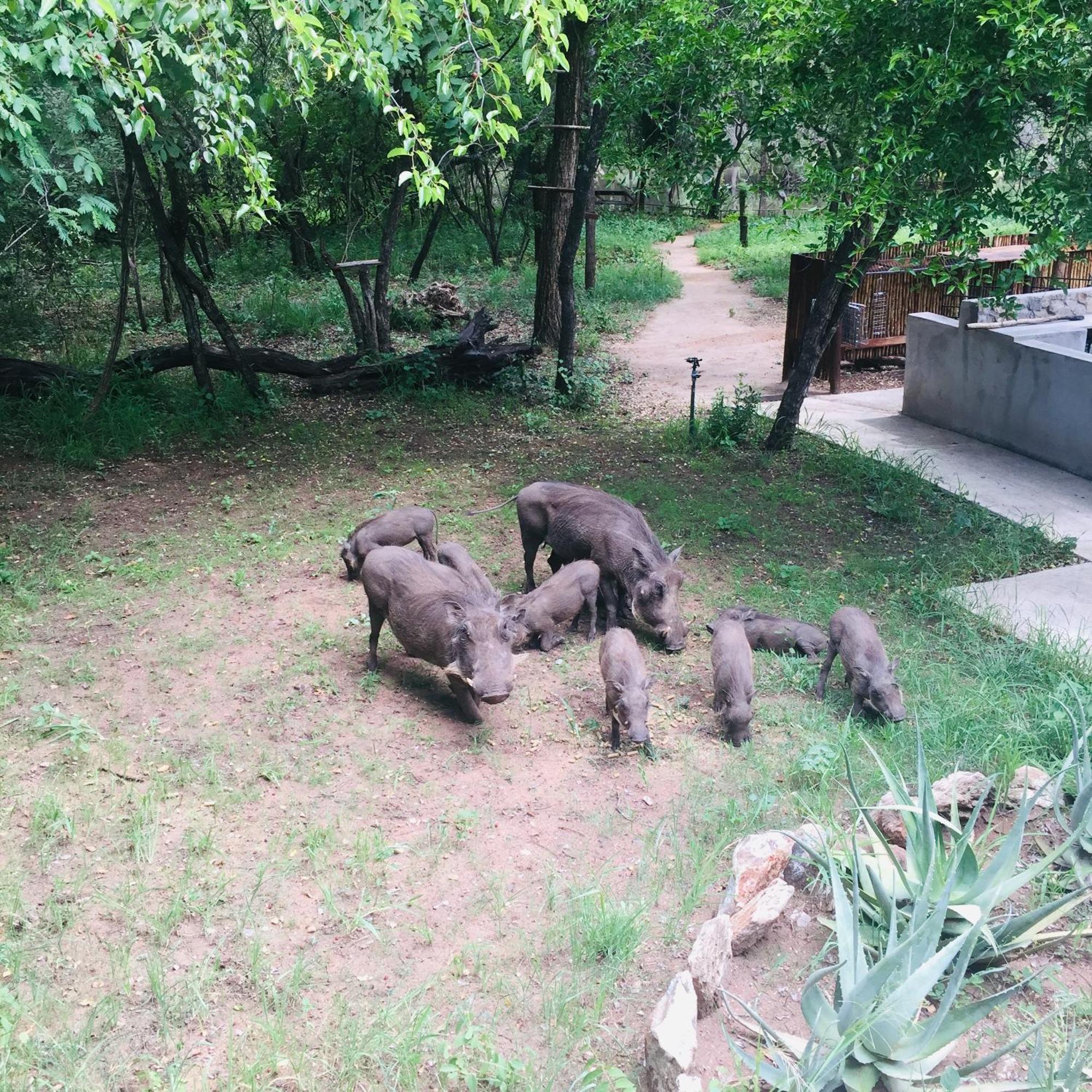 Dream Of Africa Bush Lodge Marloth Park Exterior photo